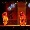 Lions on stage at casino show
